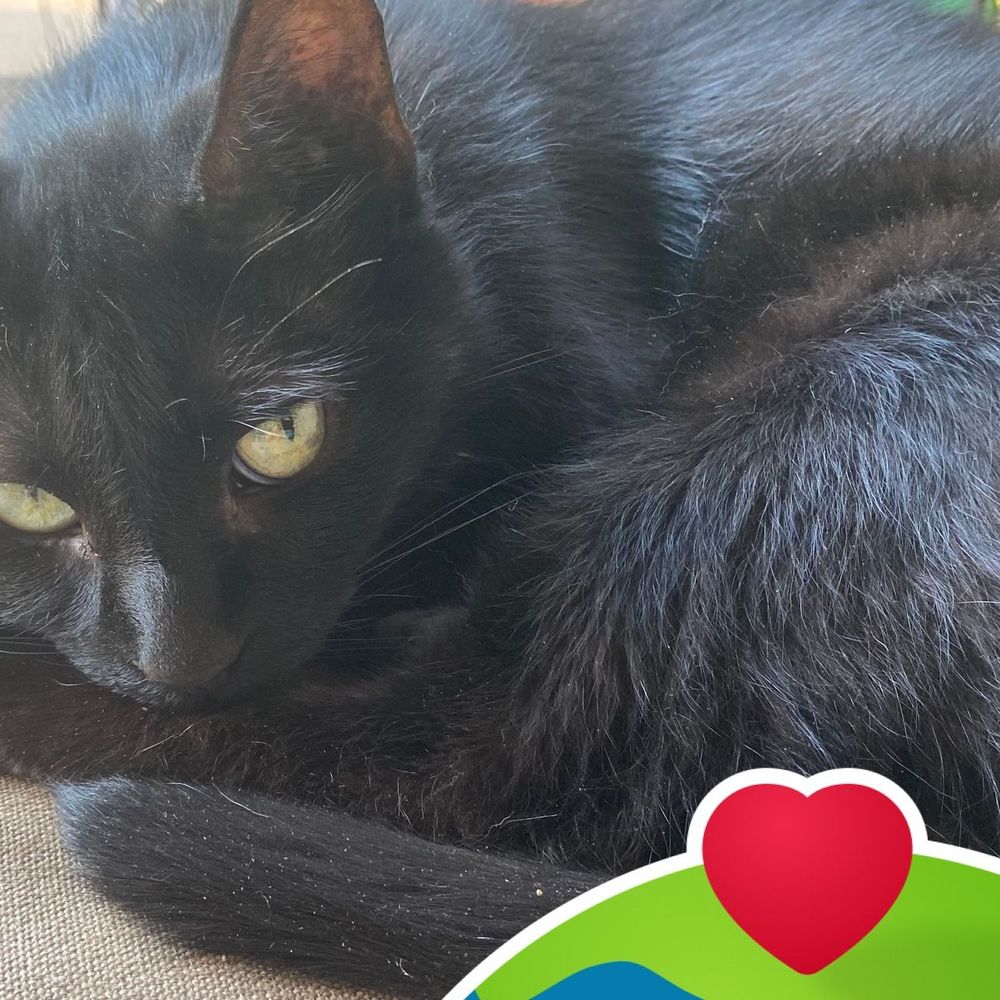 Meet your Posher, Poppy